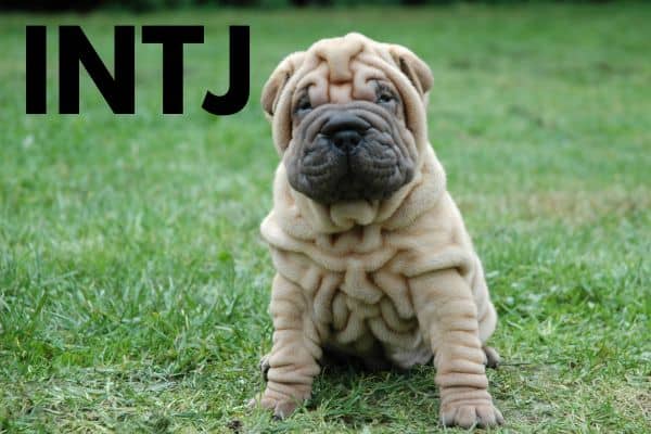 INTJ dog breed: Chinese shar pei