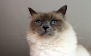 Birman 