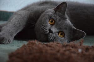 British Shorthair ISTJ