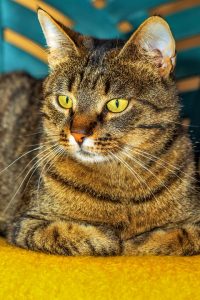 ESTJ Cat Breed