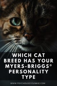 Find out how the 16 personality types match up with 16 different cat breeds! #MBTI #Personality #INFJ