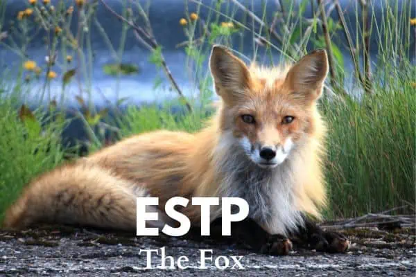 ESTP The Fox