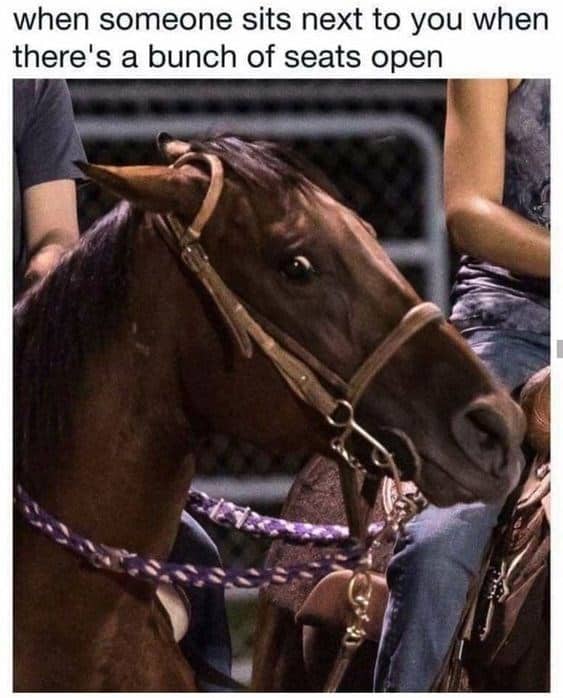 horseintrovert.jpg