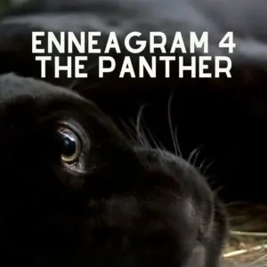enneagram 4 panther