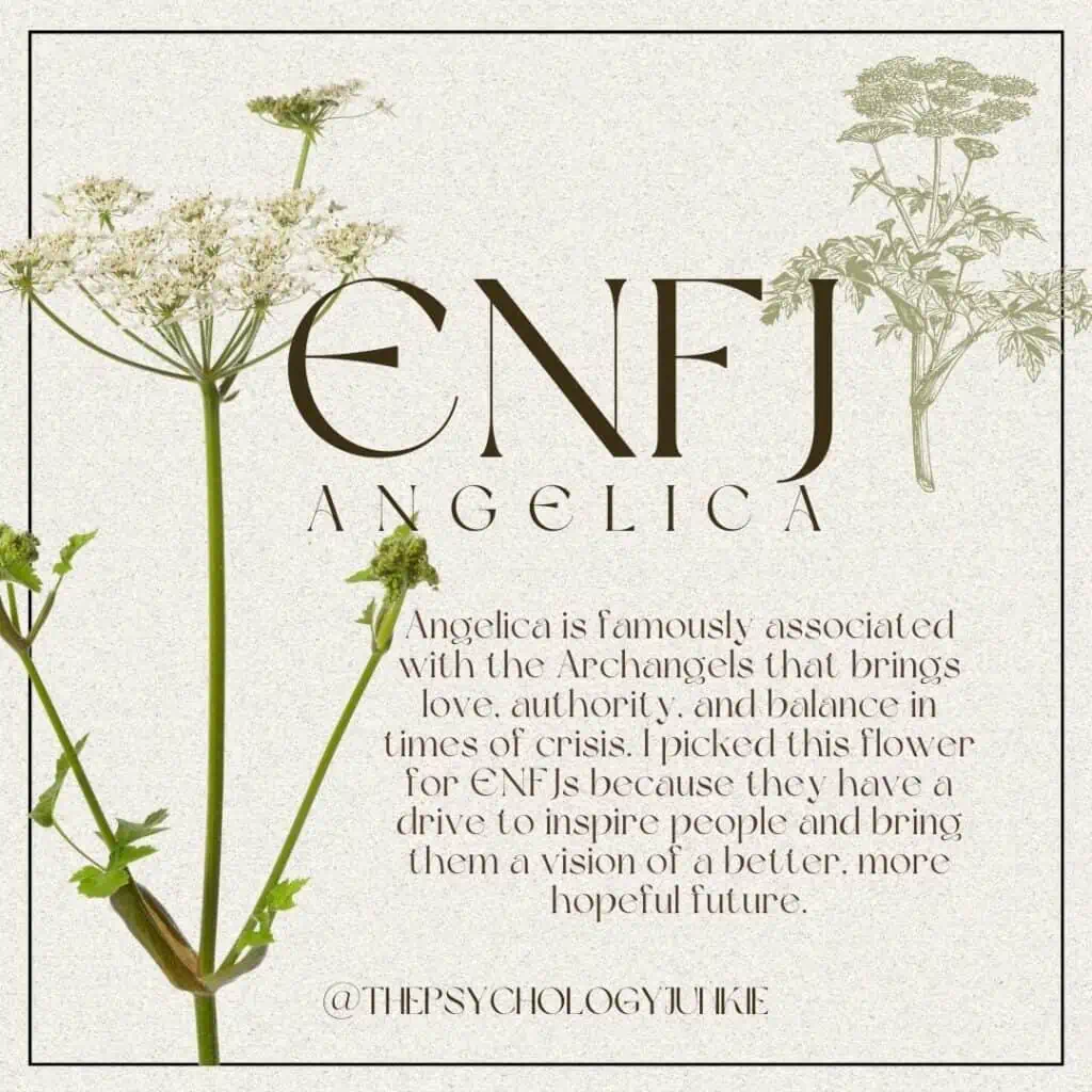 The flower for ENFJ is Angelica. #ENFJ