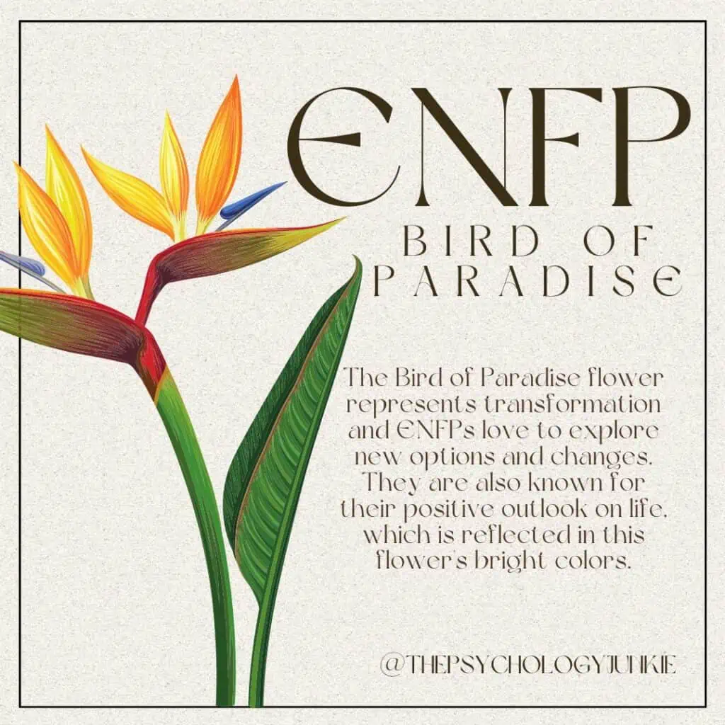 ENFP flower is Bird of Paradise. #ENFP