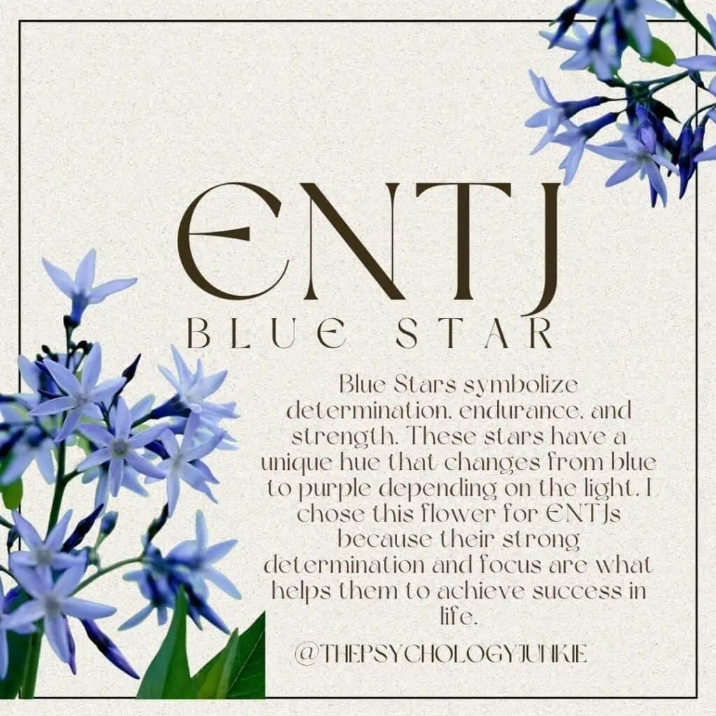 The flower for the ENTJ is the Blue Star. #ENTJ