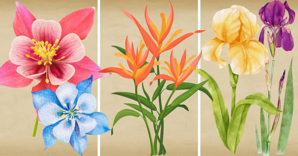 Here's The Flower You'd Be, Based On Your Myers-Briggs® Personality ...