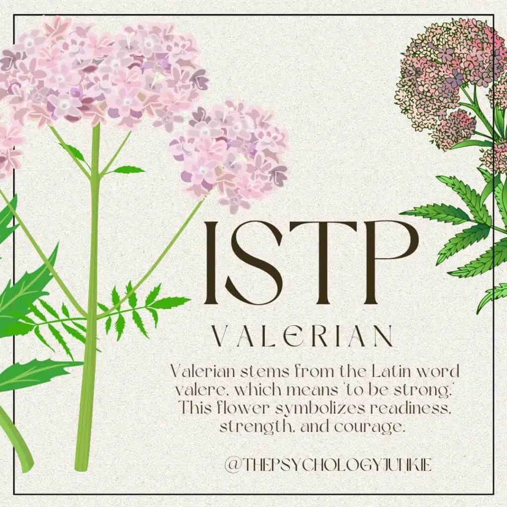 ISTP flower is Valerian