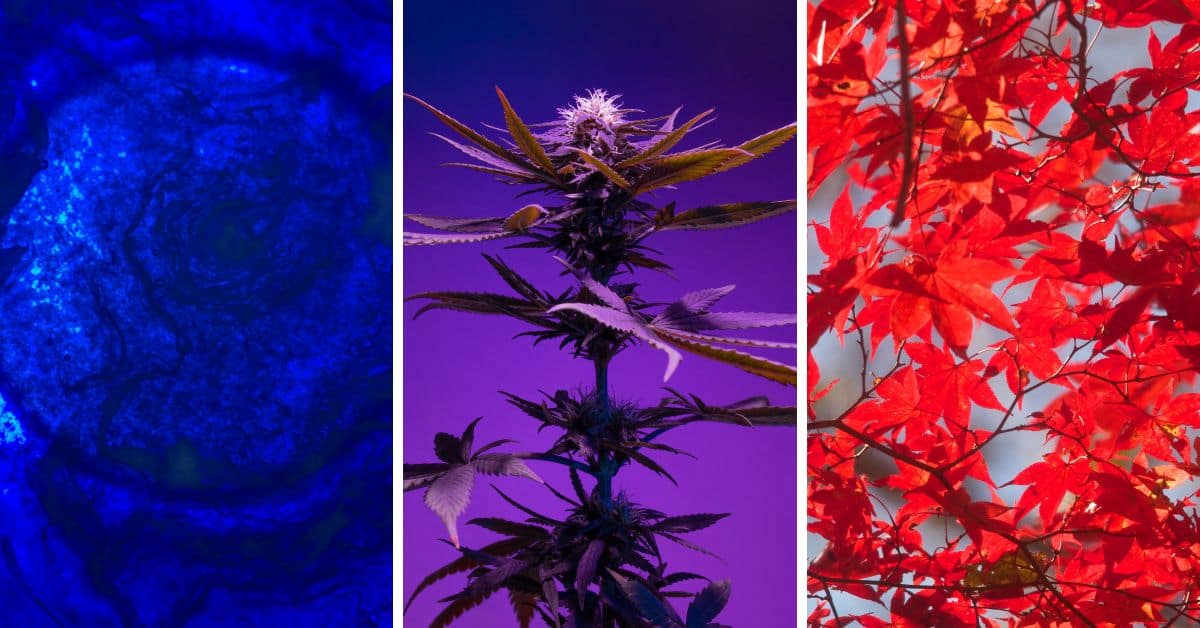 Here's the Color That Best Represents Your Myers-Briggs® Personality ...