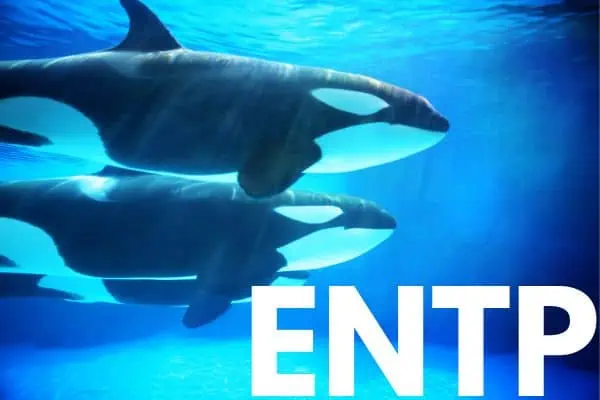 ENTP is an orca