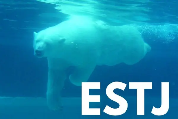 ESTJ polar bear