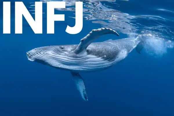 INFJ is the humpback whale