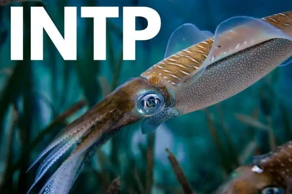 INTP is the caribbean reef squid