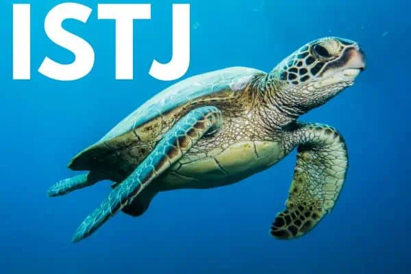 ISTJ sea turtle
