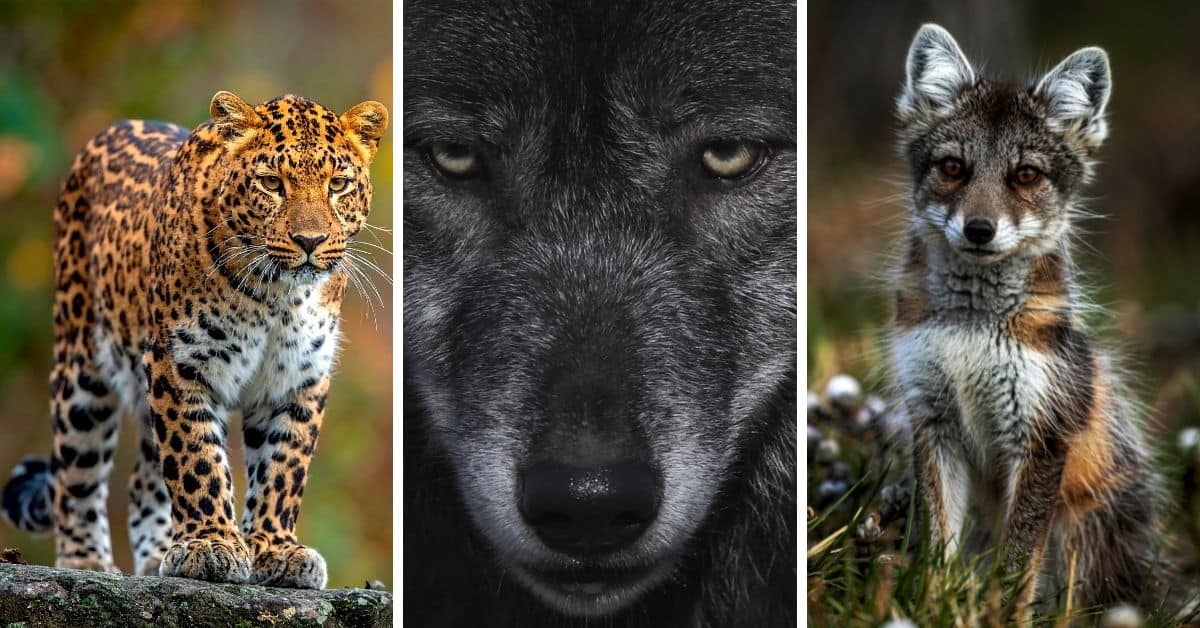 Discover the Myers-Briggs (MBTI) Personality types of the most distinct animals in the animal kingdom.