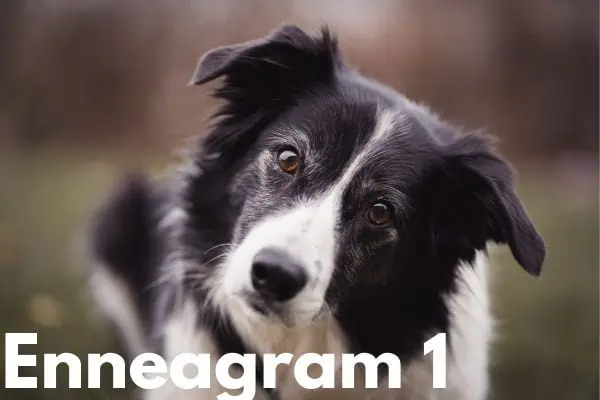 Enneagram 1 dog is the border collie