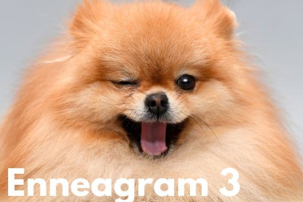 Enneagram 3 is the pomeranian