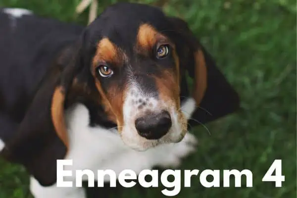 Enneagram 4 basset hound