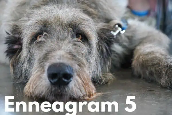 Enneagram 5 is the Scottish deerhound
