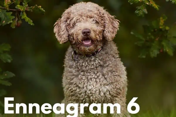Enneagram 6 is the Spanish water dog