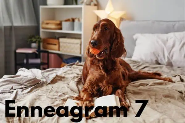 Enneagram 7 is the Irish Setter