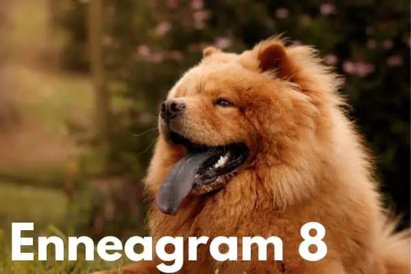 Enneagram 8 is the chow chow