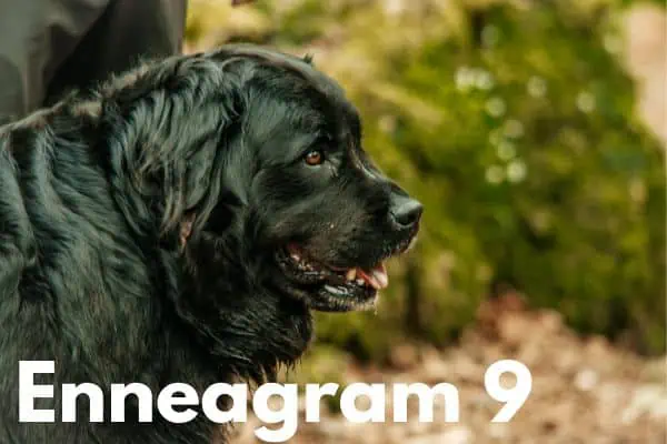 Enneagram 9 is the Newfoundland