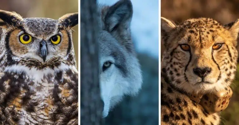 Here’s the Animal You’d Be, Based on Your Myers-Briggs® Personality Type