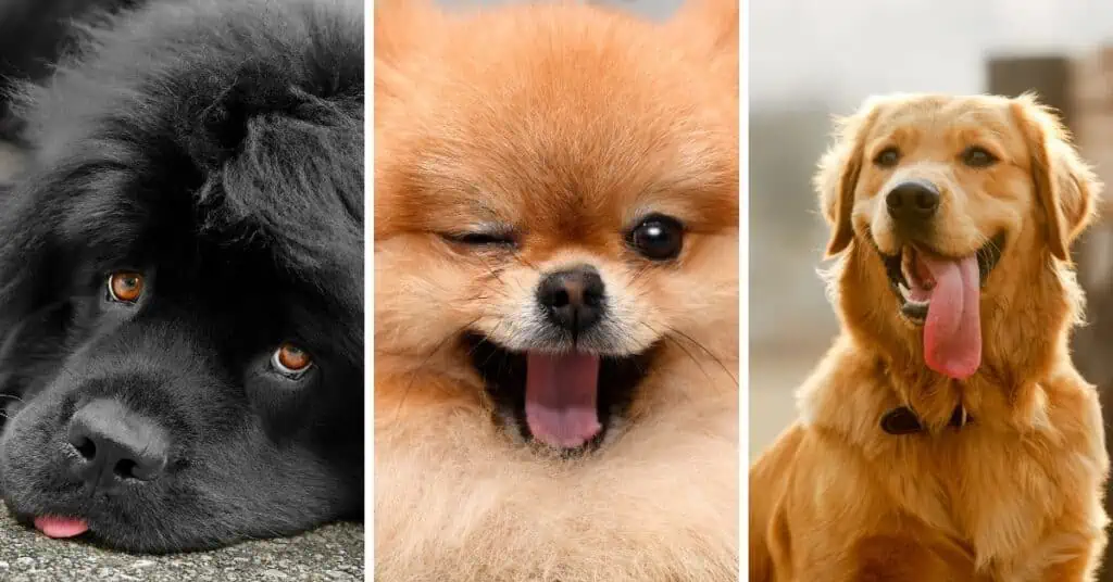 Discover the dog breed that best fits your Enneagram type! #Enneagram #personality