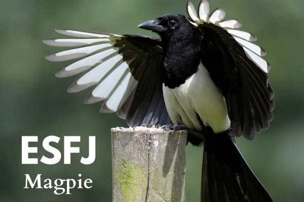ESFJ magpie