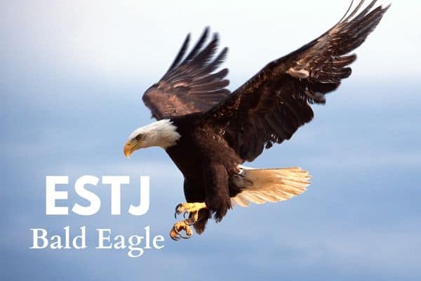ESTJ bald eagle