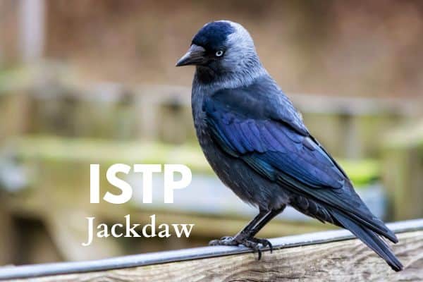 ISTP Jackdaw