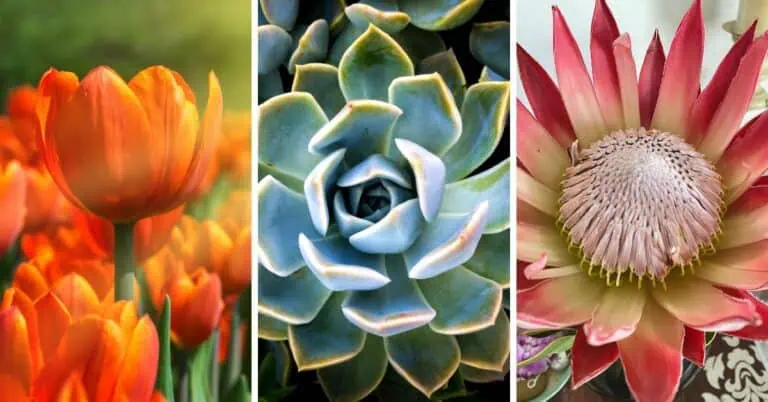 The nine Enneagram types as flowers
