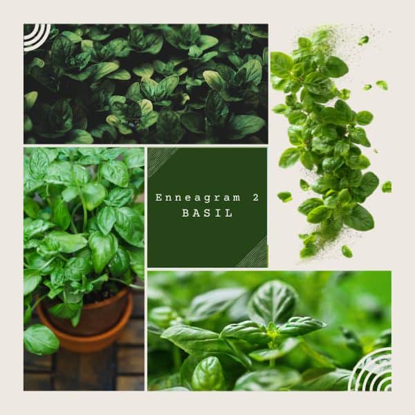 Enneagram 2 is basil