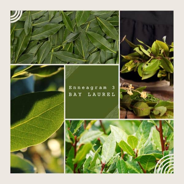 Enneagram 3 is Bay laurel
