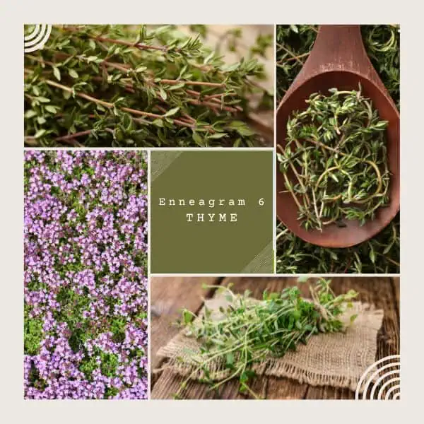 Enneagram 6 is Thyme