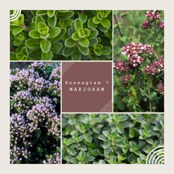 Enneagram 7 is marjoram