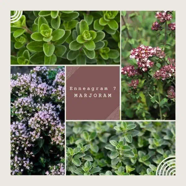 Enneagram 7 is marjoram